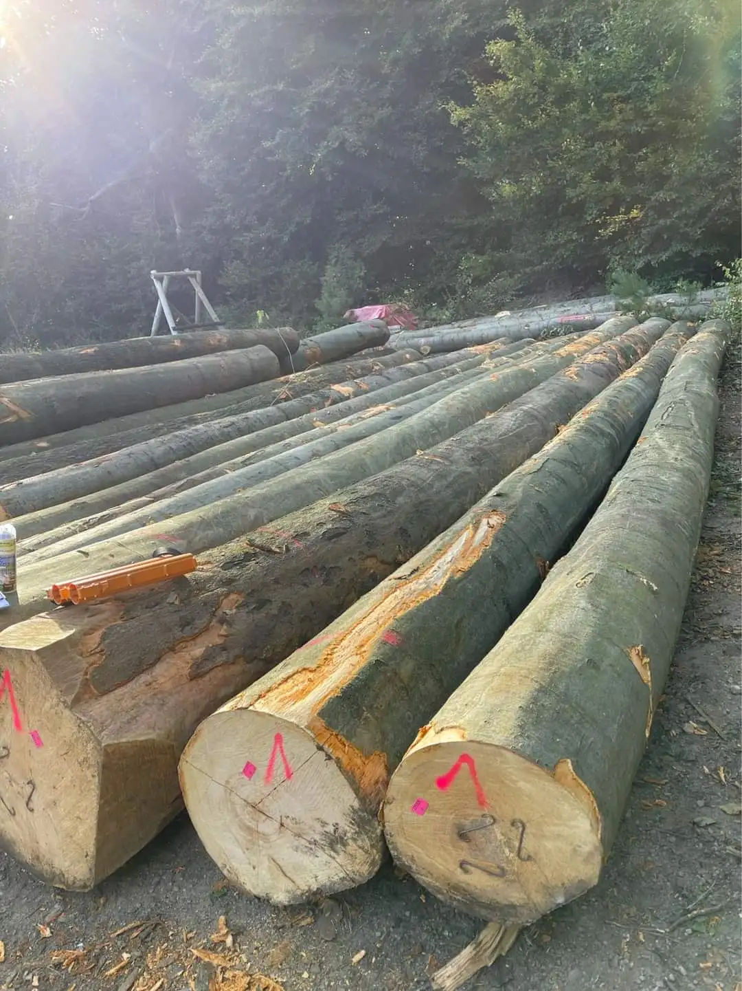 3 м + писновая древесина, писны, австралийский стандарт, деревянные бревна, древесина