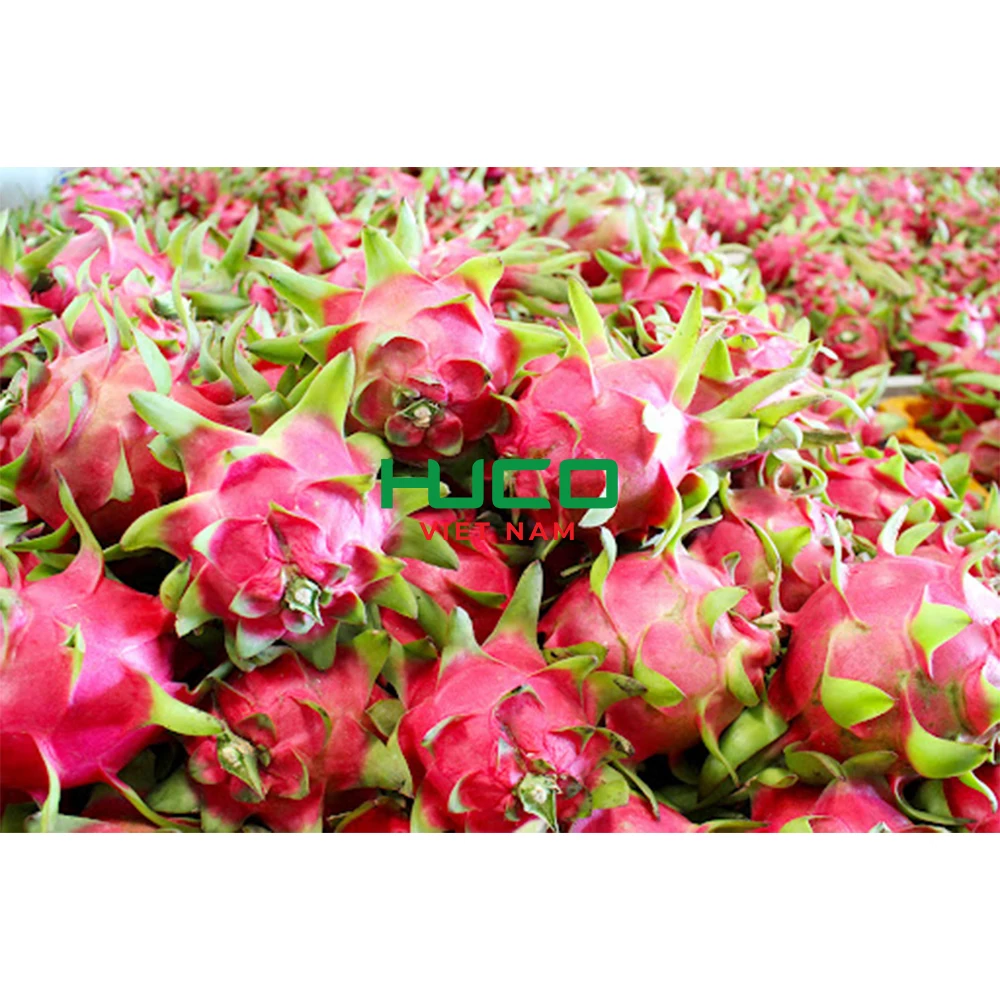 Fresh White Dragon Fruit from Vietnam with Best Price - High Quality for Export
