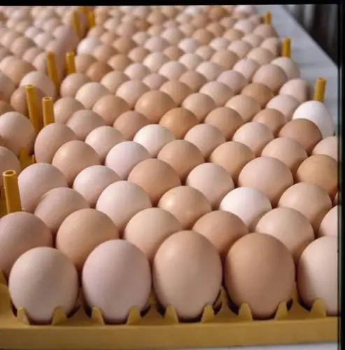 Chicken Eggs Ostrich Eggs, Chicken Eggs, Turkey Eggs Fresh Table Eggs Brown And White Farm Fresh