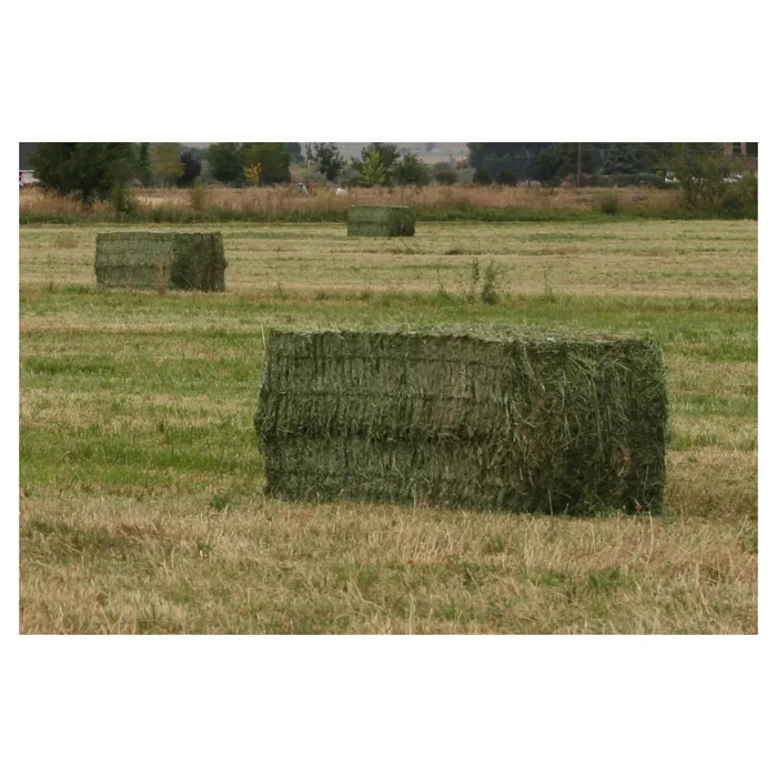 Feed Grade American Alfalfa Hay Timothy Hay Cattle Horse Pets Sheep 500g Sample Alfafa Hay for Animal Feeding
