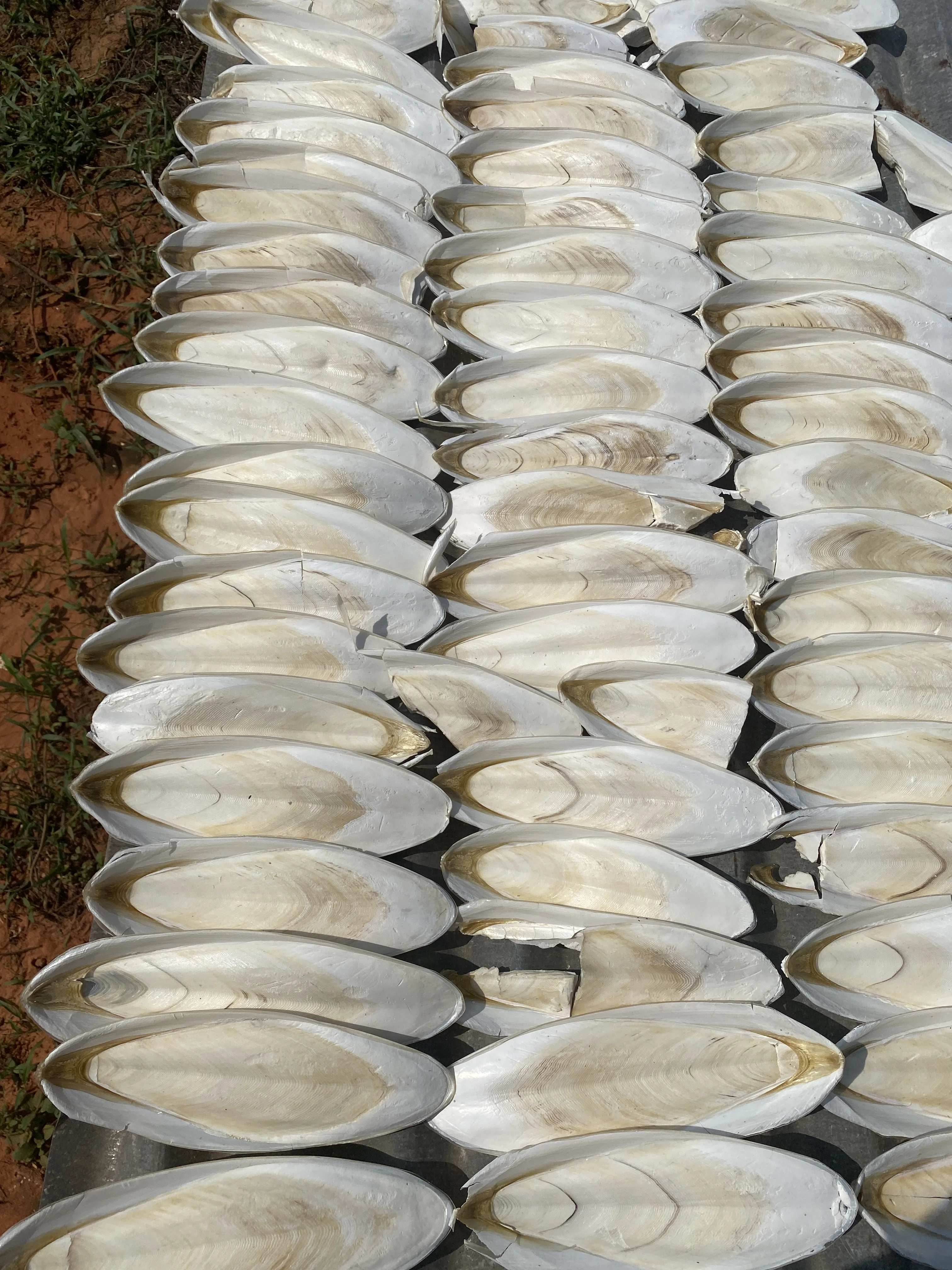 Sun Dried Cuttlefish Bone for customers Vietnamese NATURAL WHITE Dried CUTTLEFISH BONE SQUID BONE