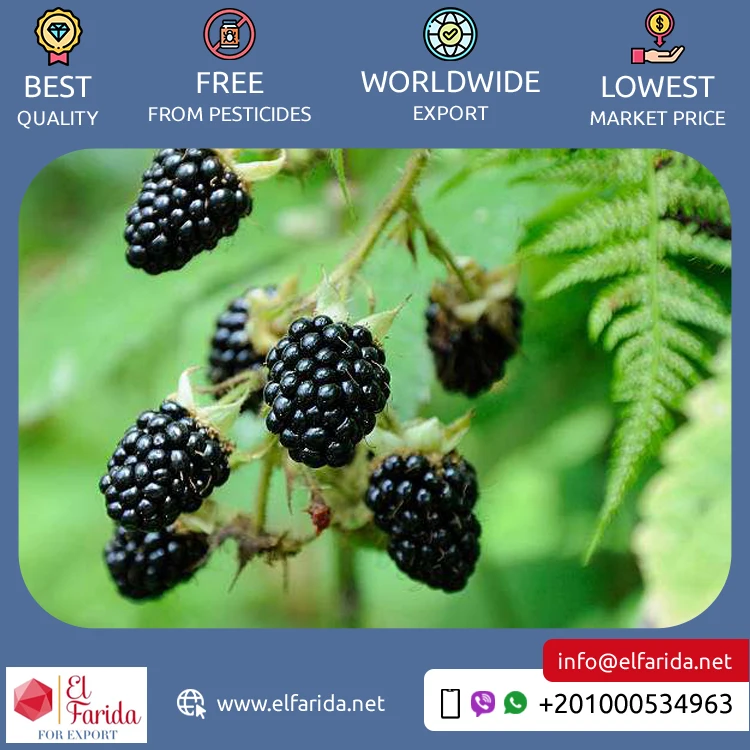 Best Buy Bulk Quantity Export Fresh Nutritious and Delicious Berries Natural Sweet Fruit Blackberry Available for Bulk Buyers