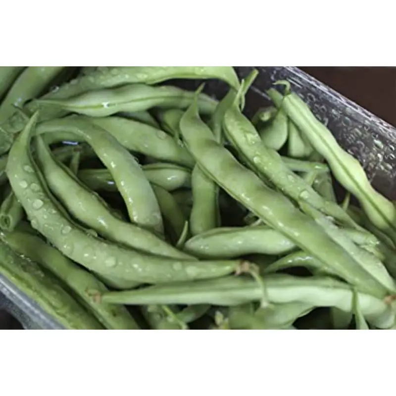 Wholesale price for Lab Beans (Sona)