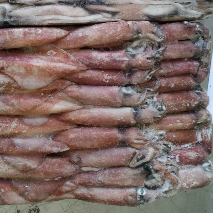 FRESH SEAFROZEN LOLIGO SQUID WHOLE ROUND  HOT SELLING TASTY ITEM 24 MONTHS SHELF LIFE INDONESIAN ORIGIN