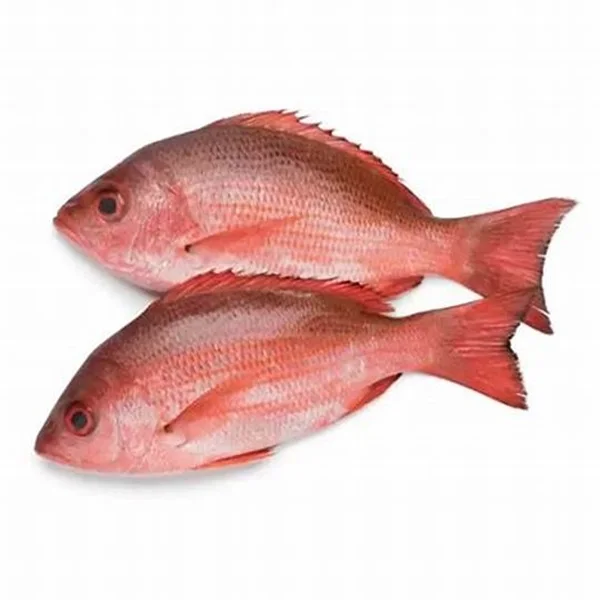 New Stock Quality Frozen Red Snapper