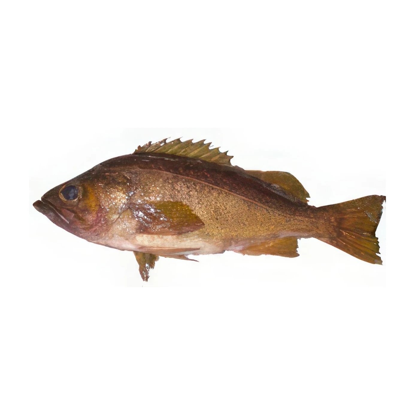 Hot Selling Price Fresh ROCK FISH MEBARU NITSUKE Seafood Fish in Bulk