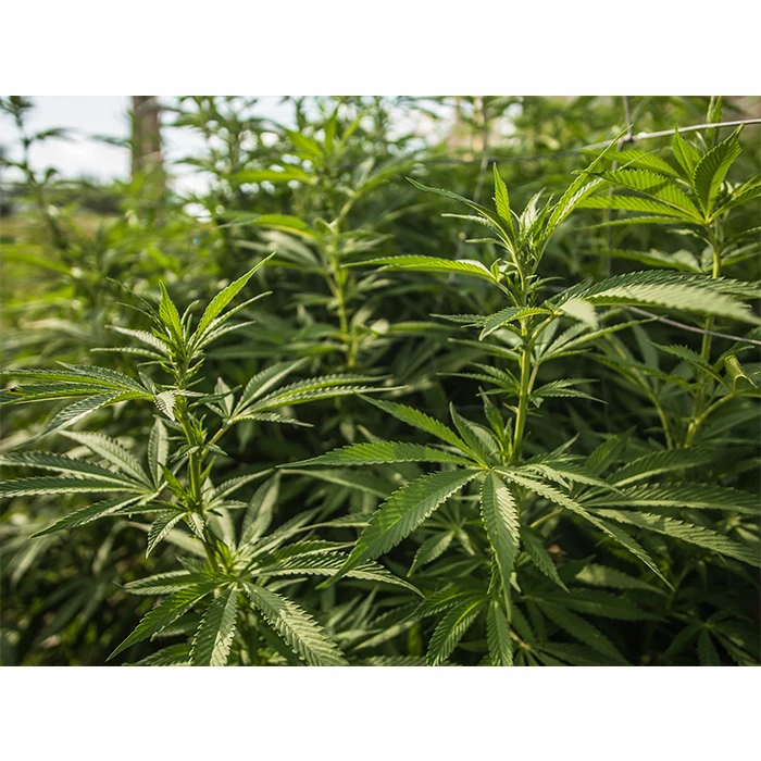 High Quality Thai Herb Hemp Fabric Unique Texture no Chemical Along Long Process Best for Clothing Shirts Pants Blouse Shoes Hat