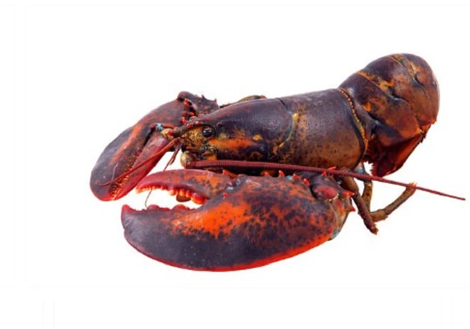 Wholesale Supplier Of Bulk Fresh Stock of Frozen seafood Lobsters