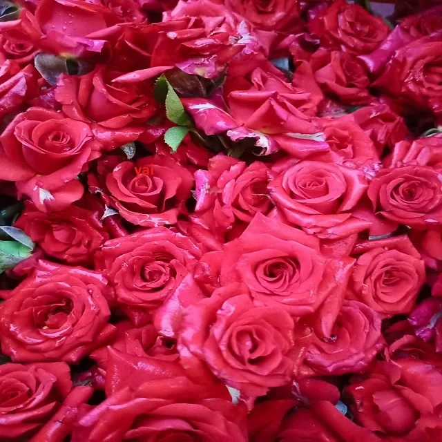 100% Natural Wedding Rose Petals for Festival Celebration at wholesale price for sale in India