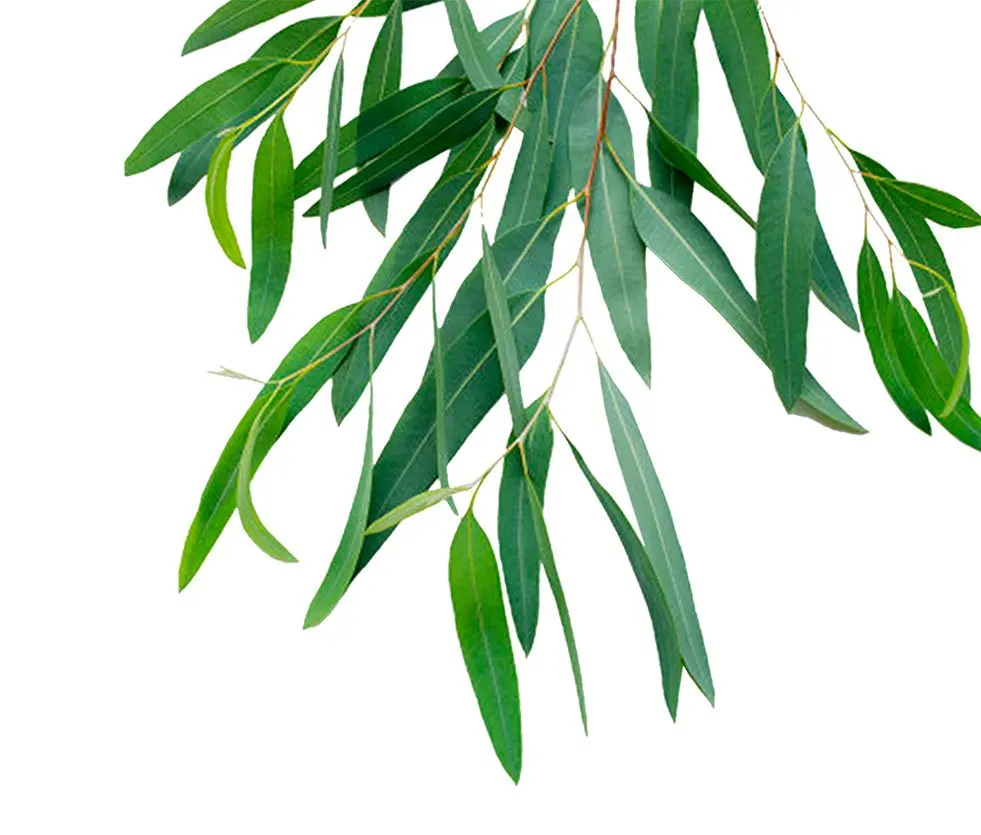 Private Label Manufacturer Supply 100% Pure Natural Lemon Eucalyptus Citriodora Essential Oil Wholesale Retail