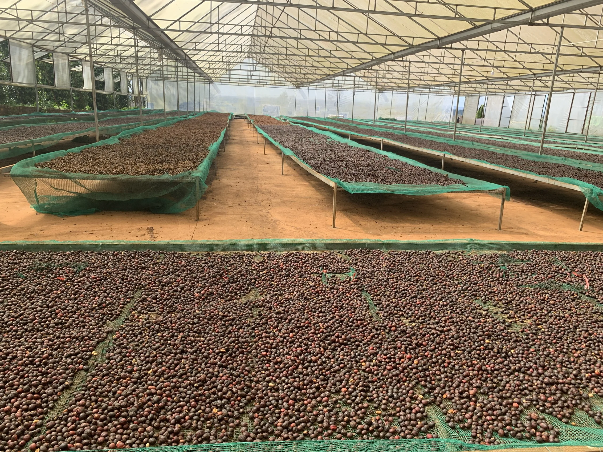 Свежий робуста вьетнамская фабрика высокое качество жареные кофейные зерна 0 25 кг сильный кофе полный объем оптовая цена готов к экспорту