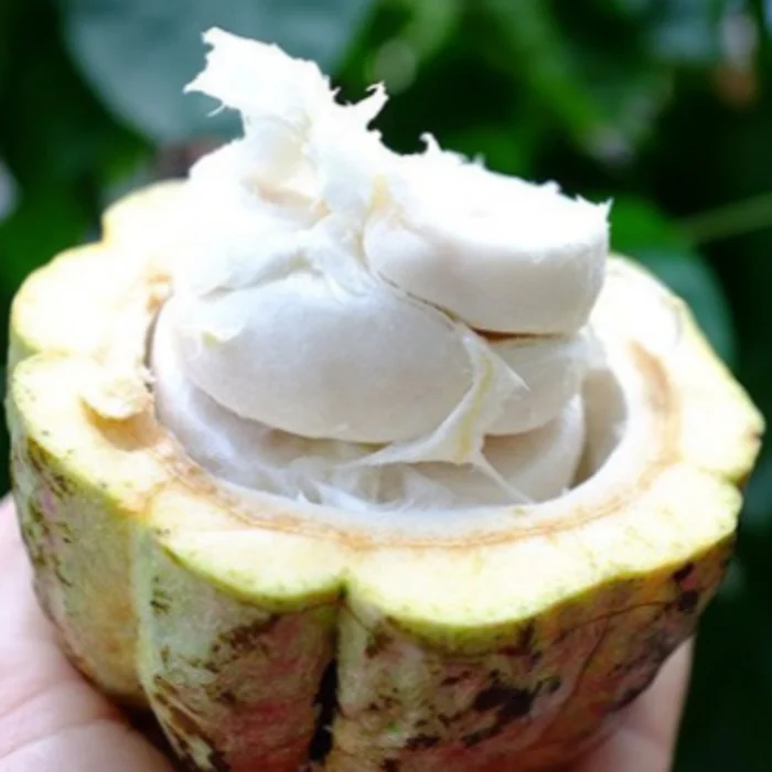 Distinct Cocoa Flavor Wholesale Food & Beverage Azzan Cacao Powder 100% Cacao 500G Origin From DakLak Vietnam