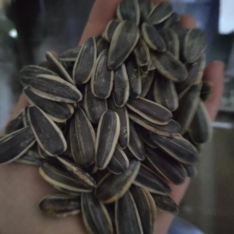 Sunflower Kernel Wholesale Price 2022 Crop Cheap Price Raw Sunflower Kernel
