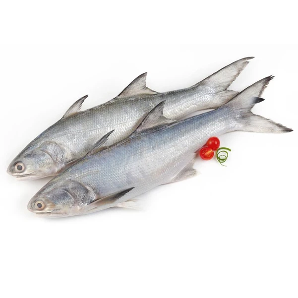 Высокое качество новое пришествие высококачественное филе морепродуктов рыба лосося замороженное оптом