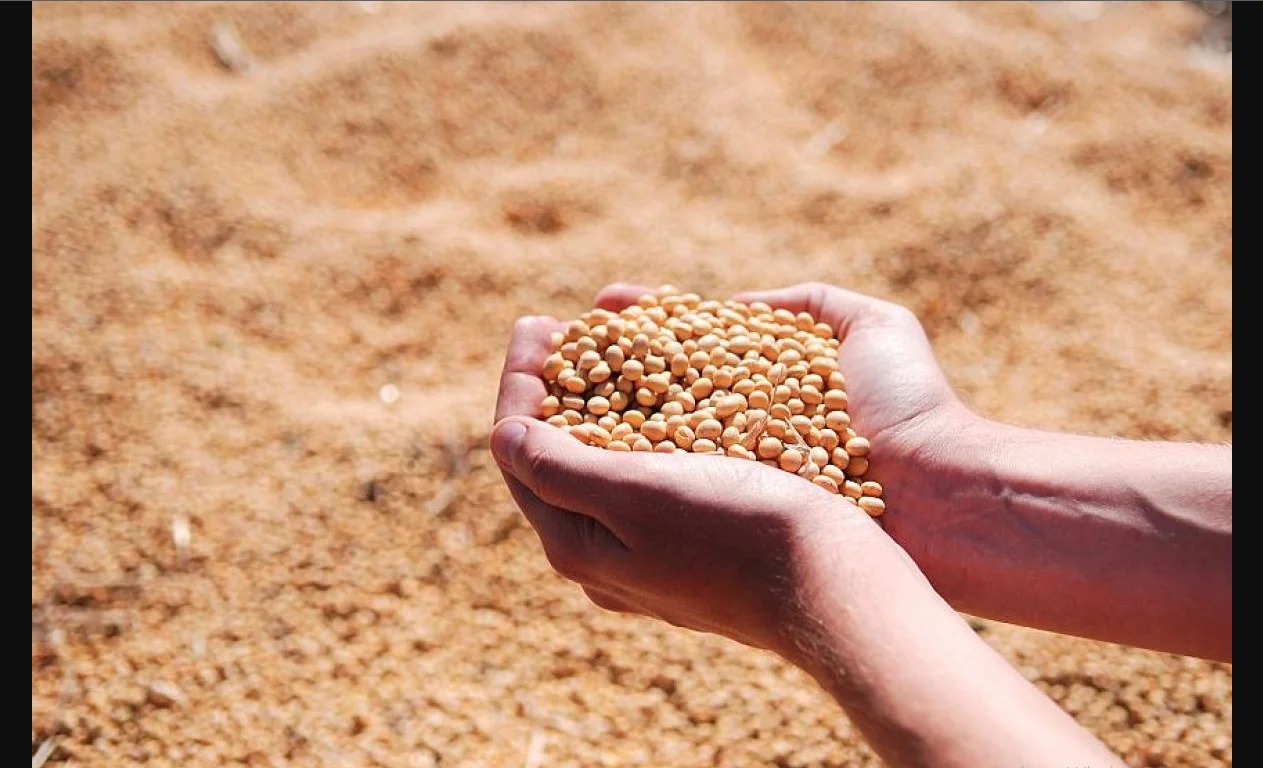 Soybean Support Customized High-Nutrition, High-Protein, And Various Particle Size Koi Growth Pellets For Fish From Bangladesh