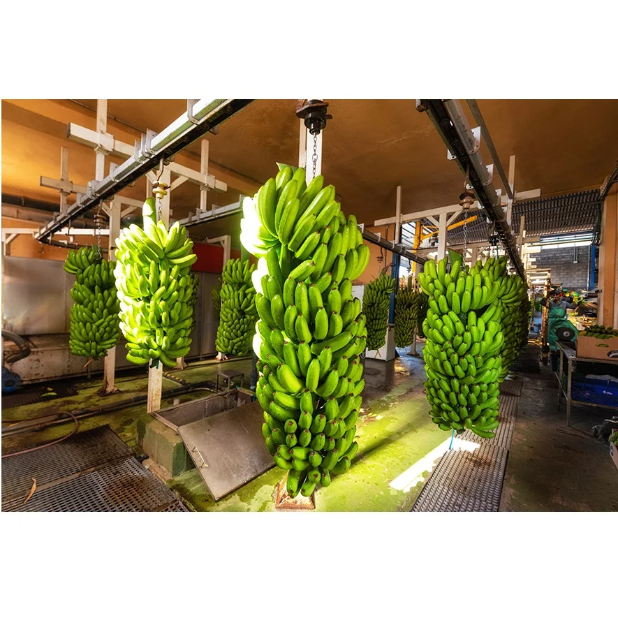 Cavendish Banana Keep Smiling And Carry On