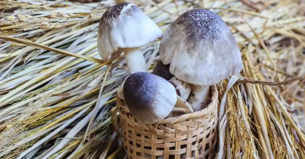 Natural salted straw mushrooms from Vietnam