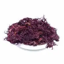 Пренимум поставка из Вьетнама сухое натуральное сырье Chondrus crispus/морские