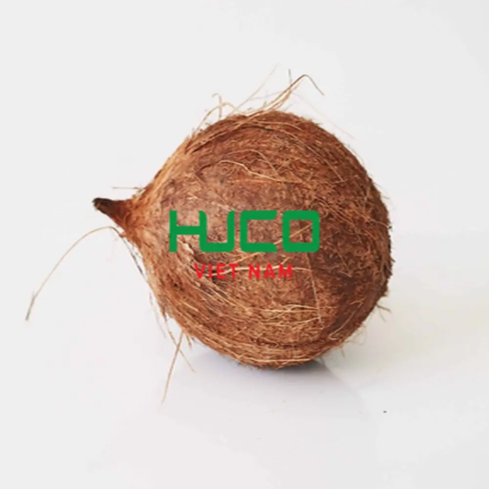 Fresh coconut Top quality best price