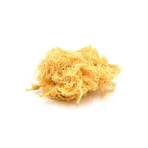 Sea moss - a type of marine plant with high economic value, growing naturally in coastal areas