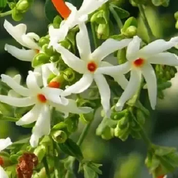 Масло харшингар 100% натуральное чистое эфирное масло