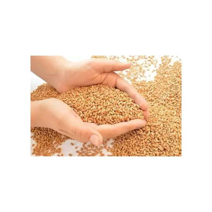 Ukraine Wheat for Sale ,Russia wheat grain for sale,High quality wheat for sale
