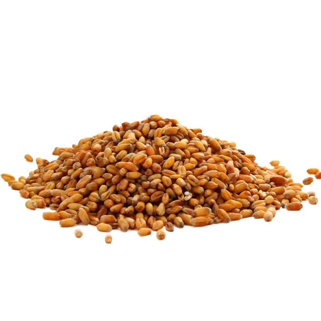 Wheat-kernels.jpg