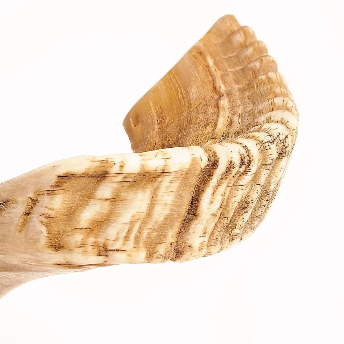 100% Natural Ram Sheep Shofar Horn  Medium Size Odorless, Half Polished  Perfect Jewish Gift for Men & Women  Musical Instrument