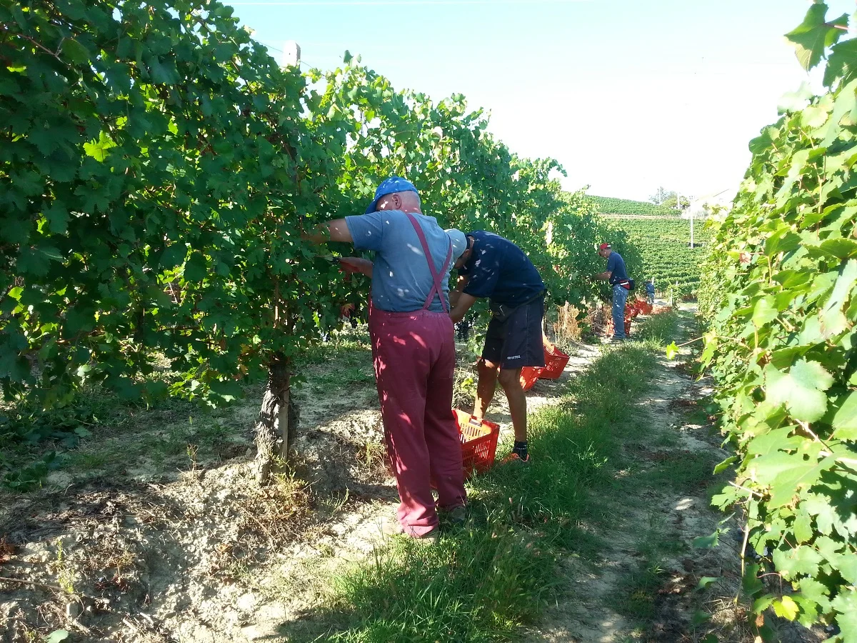 Piemonte doc brлацетто красное итальянское сладкое вино cl 75 стеклянная бутылка для
