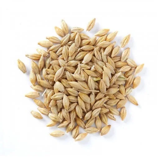 Wholesale Natural Organic top quality Animal Feed Barley 50 Kg Bag for sale