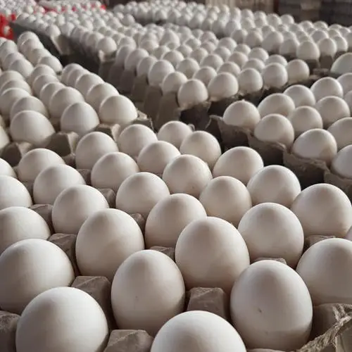 Brown/White Fresh Table Chicken Eggs, Chicken eggs in bulk