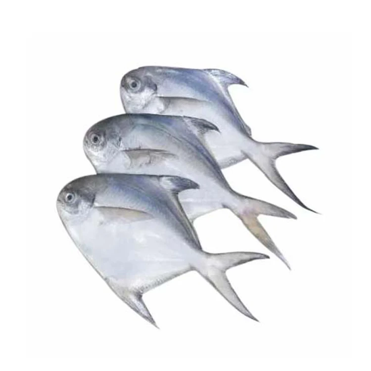 HOT SALES FROZEN FRESH RED POMFRET with cheap price (Wholesale)