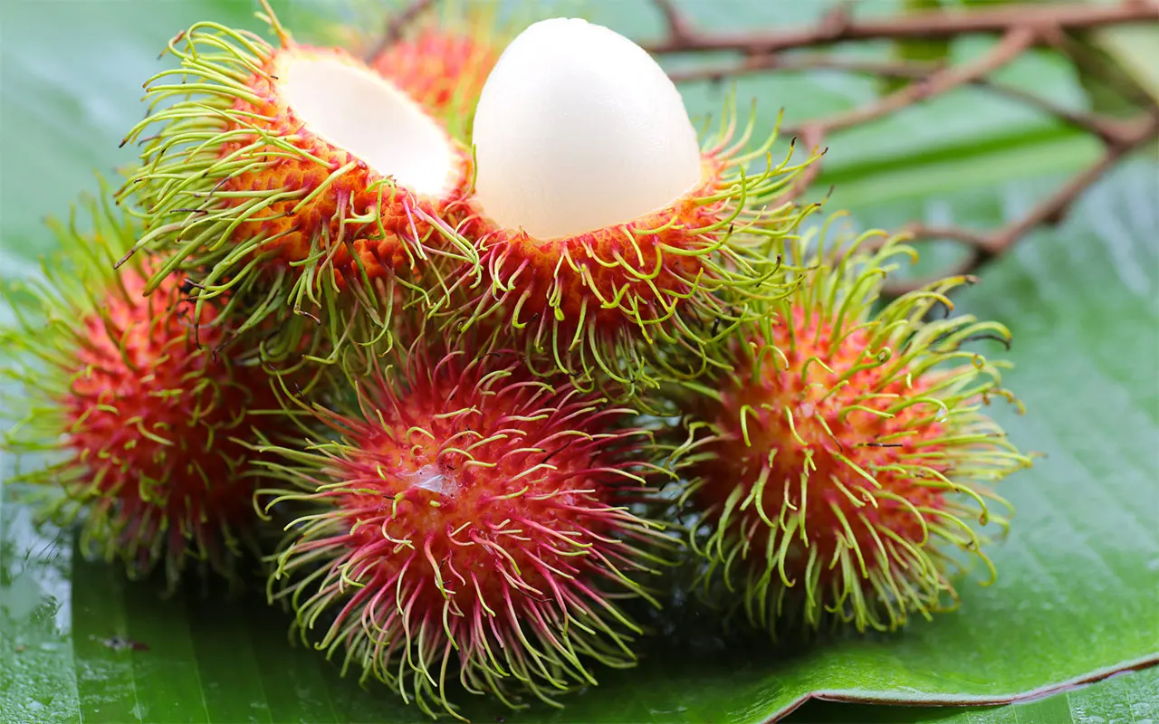BEST SELLER TROPICAL FRUIT 2022 - WHOLE FRESH RAMBUTAN VIET NAM COMPETITIVE PRICE FLAVOR SWEET NATURAL // MS.DAISY