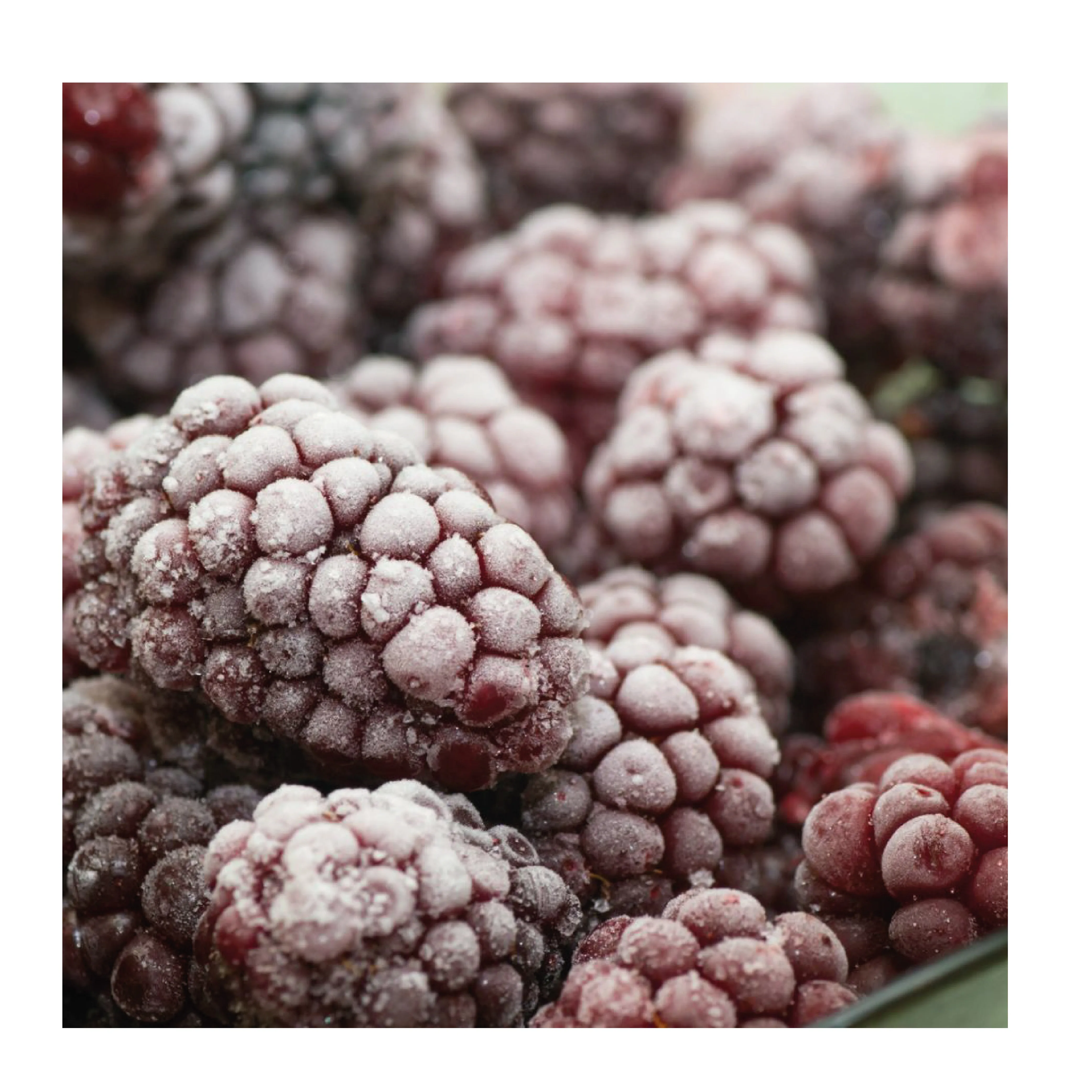 Замороженные дикие черные ягоды кобыл ноздрь, полный и крошечный пестицид бесплатно с лучшим вкусом, Лидер продаж, высокое качество