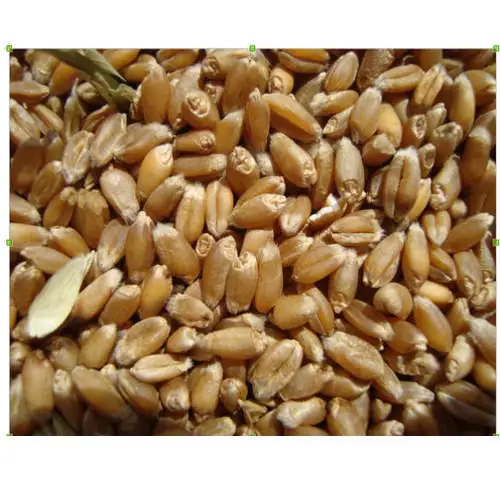 Wheat, Grain suppliers and manufacturers Dried Grade Grain high quality wheat, whole nutrition grain for export