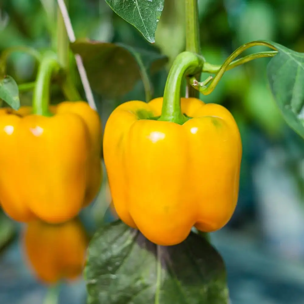 FRESH CAPSICUM Kim Yellow Green Red Sweet Style Organic Color Weight Pepper Origin Type Bell Size Product Place Model Maturity