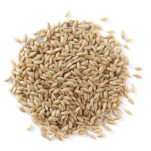 Birds Food Canary Seed Wholesale / Canary Bird Seeds for Sale Buy Bulk / Processed Natural Birds Food AA Grade