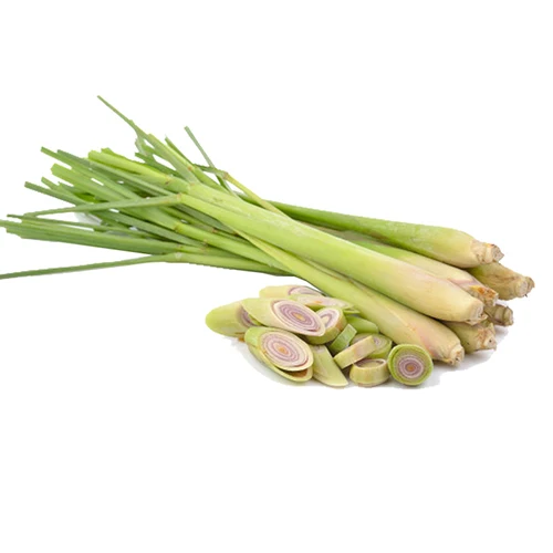 2023 High Quality Vietnam Processed Fresh Harvested Lemongrass For Making Spice With High Export Standards
