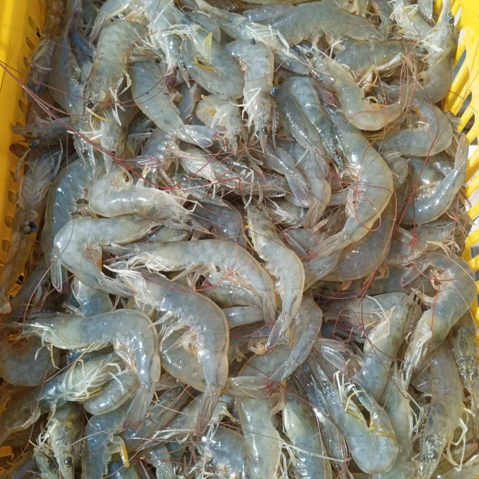 vannamei shrimp complete frozen bulk fresh top quality farm white pawns