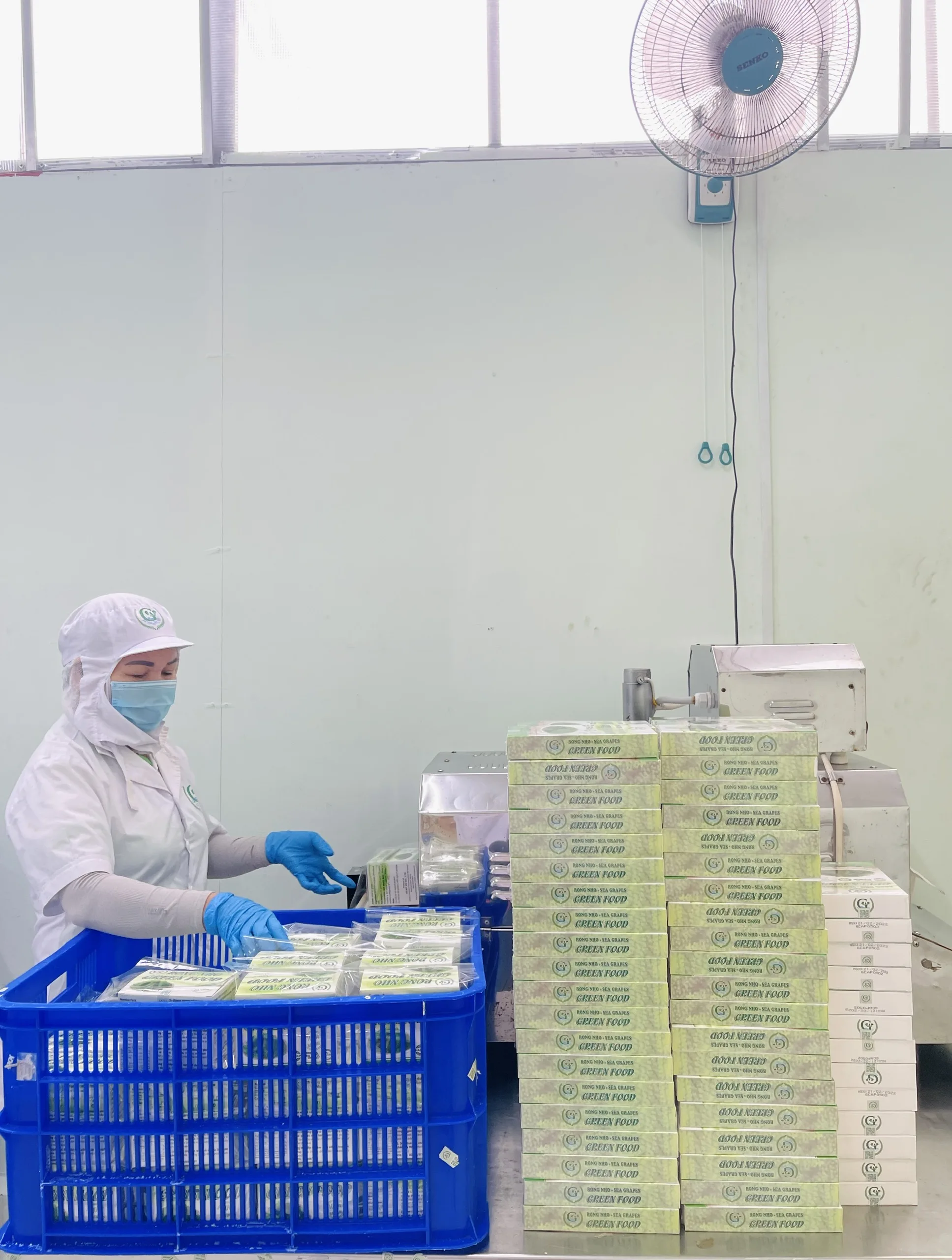 Premium Grade Organic Umibudo Green Caviar 200 Grams Dehydrated Sea Grapes Halal Certified Fresh Laver Seaweed Vietnam