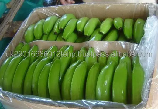 100% High Quality Green Fresh Cavendish Banana