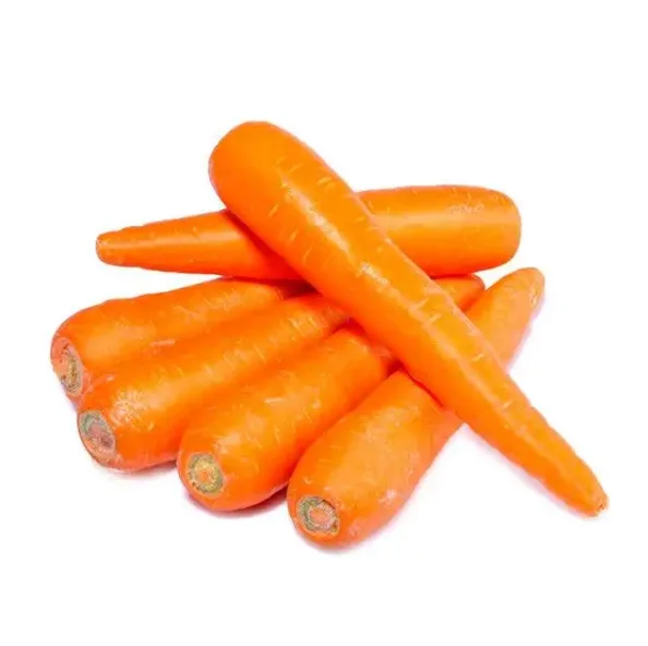 Fresh Carrot/ Direct Carrot Supplier / Carrot