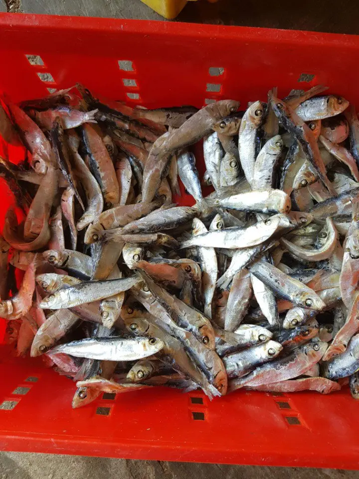 DRY FISH 100% NATURAL DRIED HERRING FISH FOR COOKING- WHOLESALE BEST PRICE DRIED HERRING FISH FROM VIETNAM