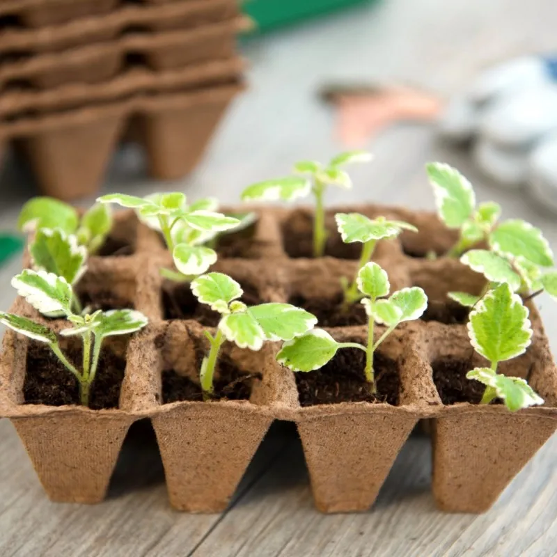Agricultural seed starting tray gardening farming seeds sprouting trays bio coconut husk fiber seedling nursery plant planter