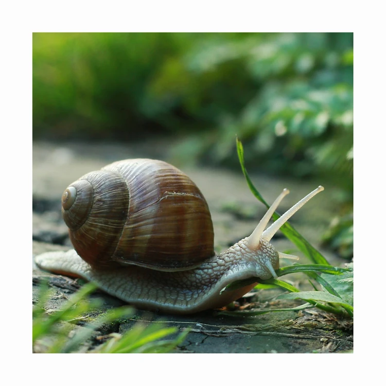 Escargot tigre vivant et FROZEN SNAIL/FRESH EDIBLE SNAILS/ GOLDEN SNAILS High Grade  seafood for sale in low price