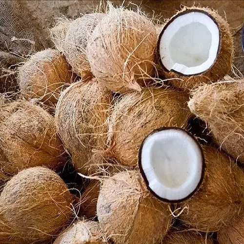 First Hand  Semi Husk Matured Coconut Available