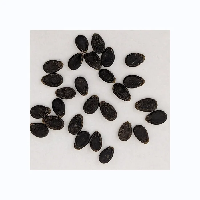 Fresh Style Black Watermelon Seeds Sale Price NATURAL FRESH WATERMELON/WATERMELON SEEDS FOR SALE Dried