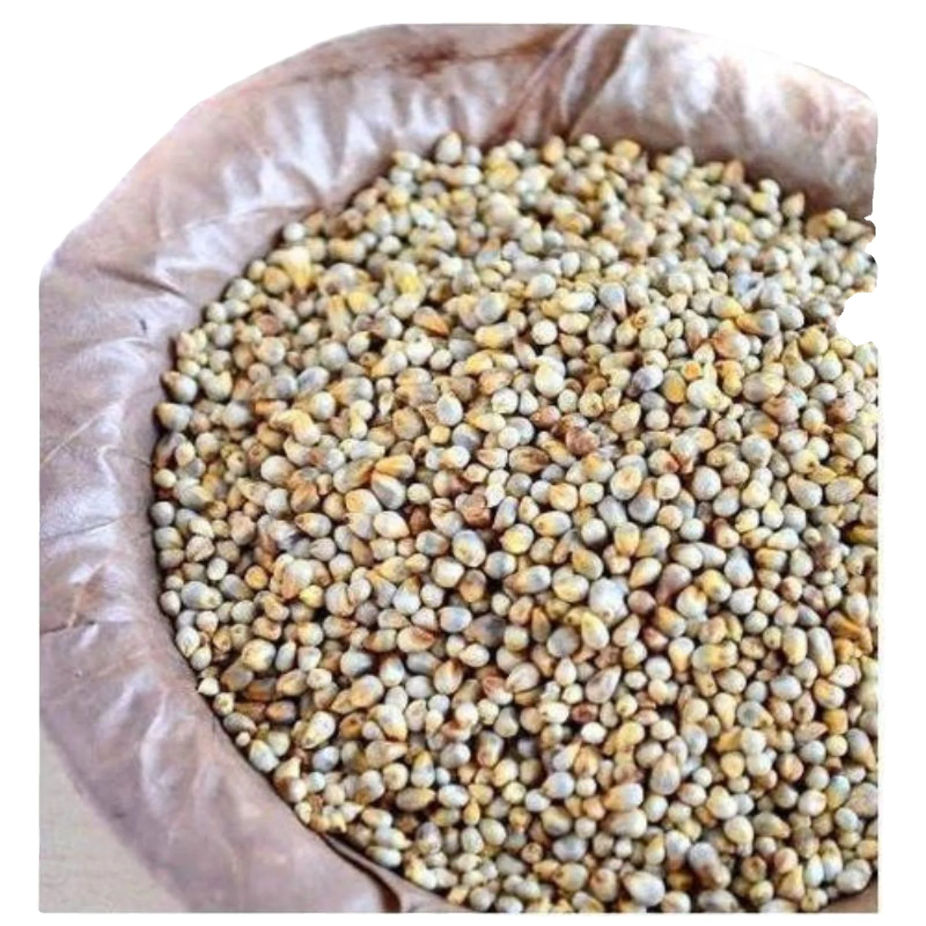 Supplier of Green millet bajra in Somalia for human  / Human  / human feed