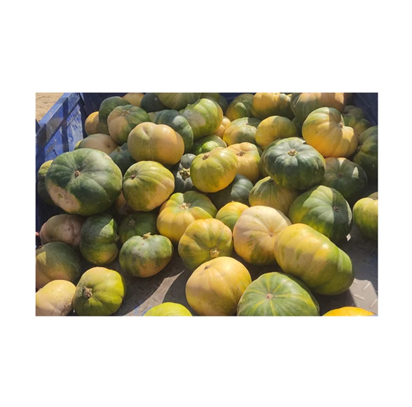 Wholesale Quantity Supplier of Good Quality Delicious Fresh Vegetables Pumpkin from Egypt at Reliable Market Price