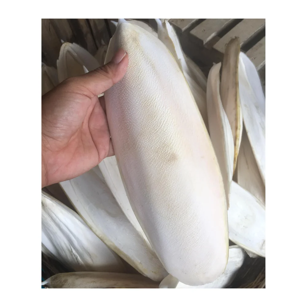 Sun Dried Cuttlefish Bone for customers Vietnamese NATURAL WHITE Dried CUTTLEFISH BONE SQUID BONE